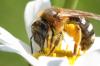 Lasioglossum xanthopus